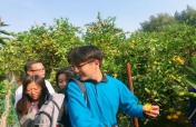 丰收年桔子采摘—秋季社会实践活动